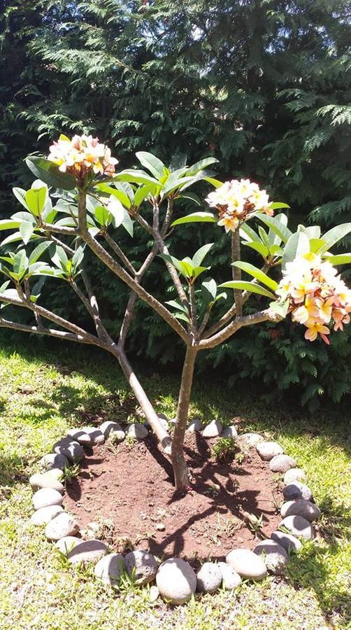 Estreito Da Calheta Paraiso Das Flores מראה חיצוני תמונה